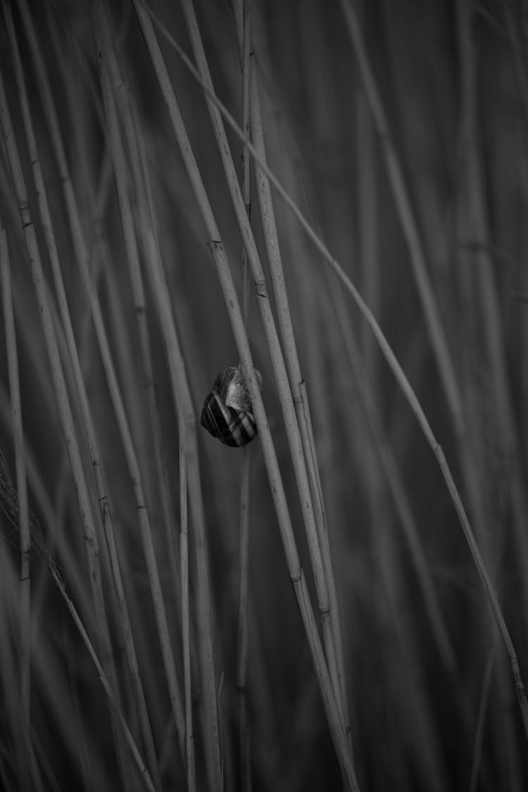 Grayscale Photo Of Snail Crawling On The Grass