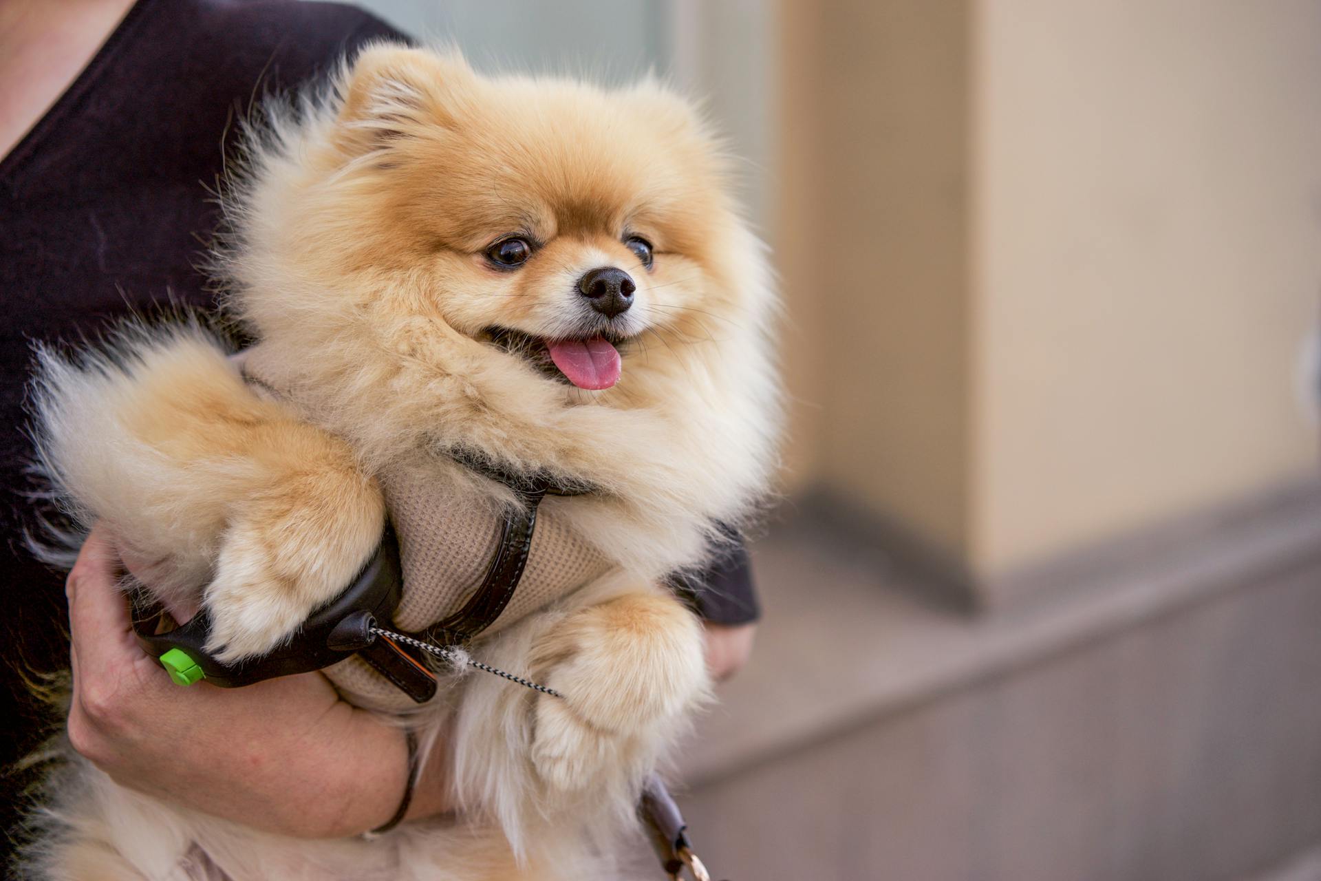 A Person Carrying Cute Brown Pomeranian Puppy