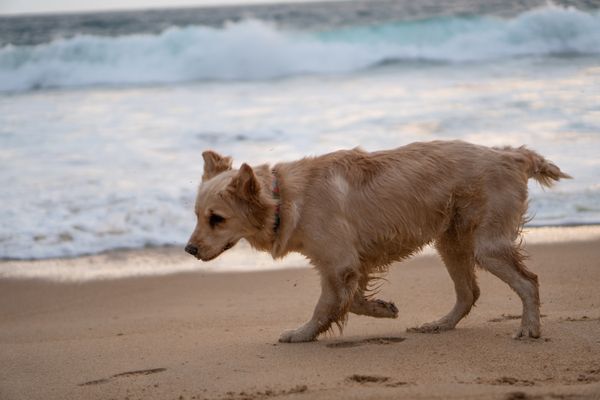 Golden Retriever Beach Walk jigsaw puzzle