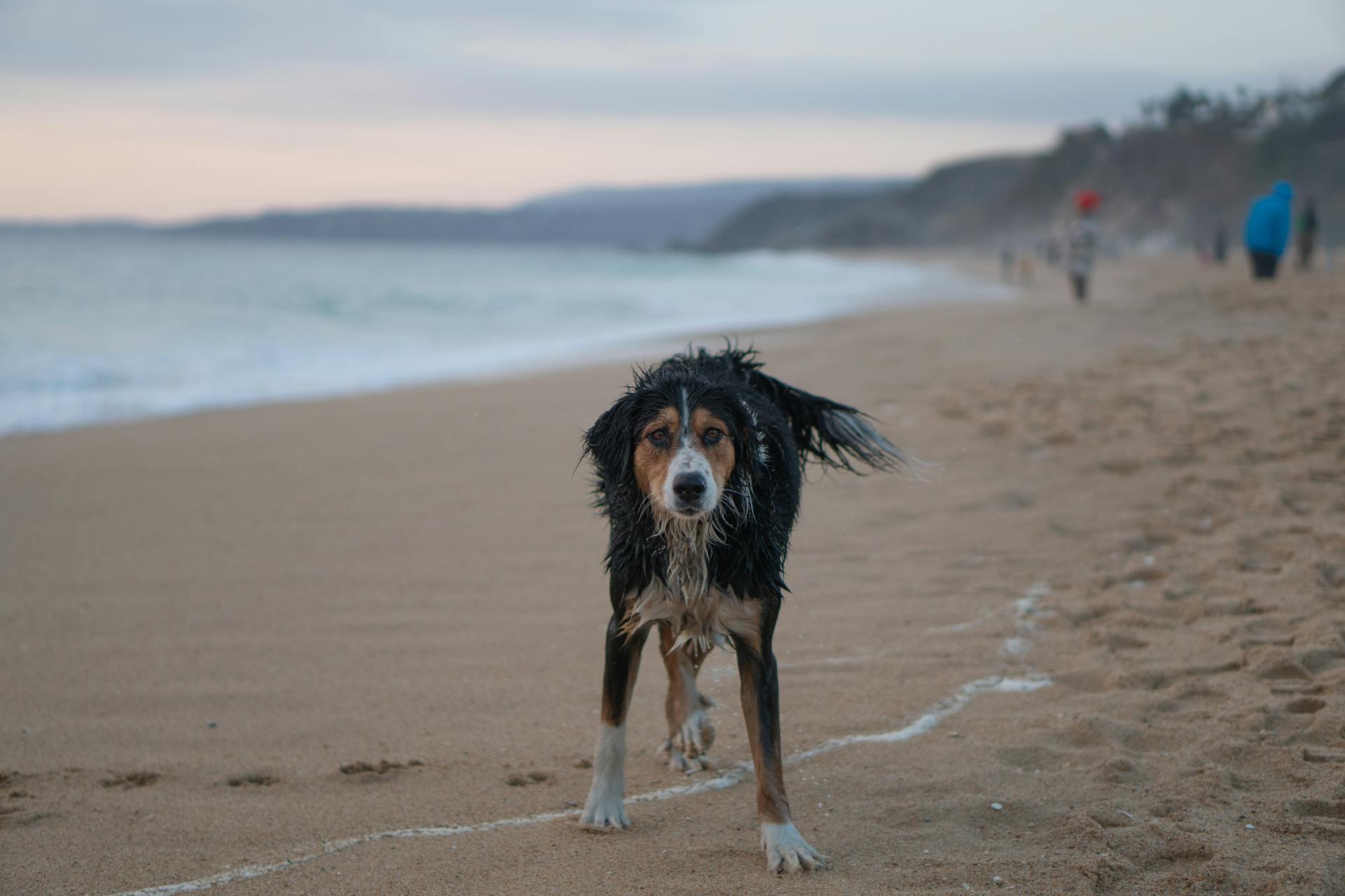 Bernese Mountain Dog Standing on the Shore of a Beach