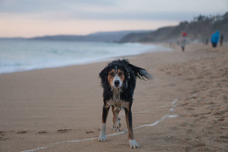 Wally - photo 1