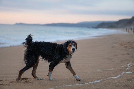A wet Bernese Mountain Dog walking along a sandy beach shore with the ocean in the background.