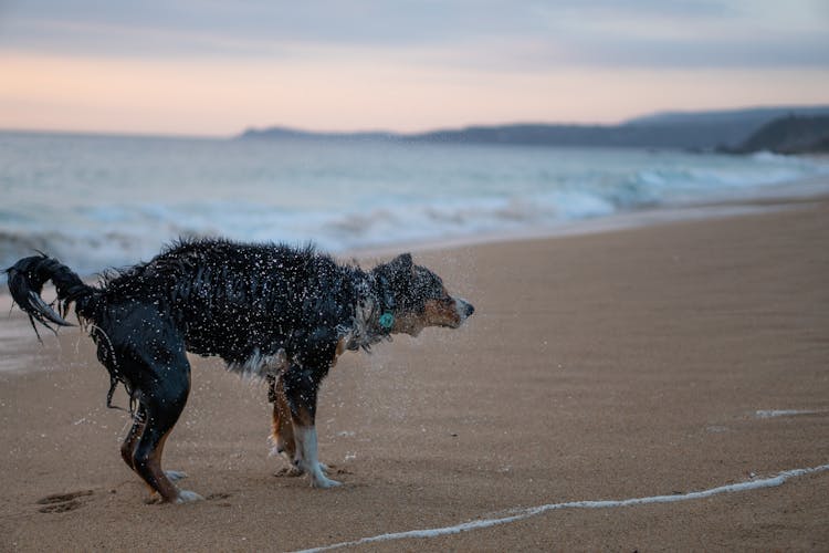 Wet Dog On Beach