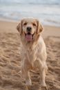 Golden Retriever Sitting on Brown Sand