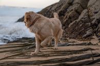 Golden Retriever Running on Beach