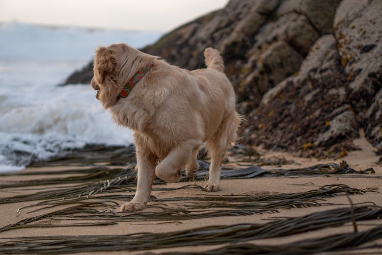 Golden Retriever Running On The Beach