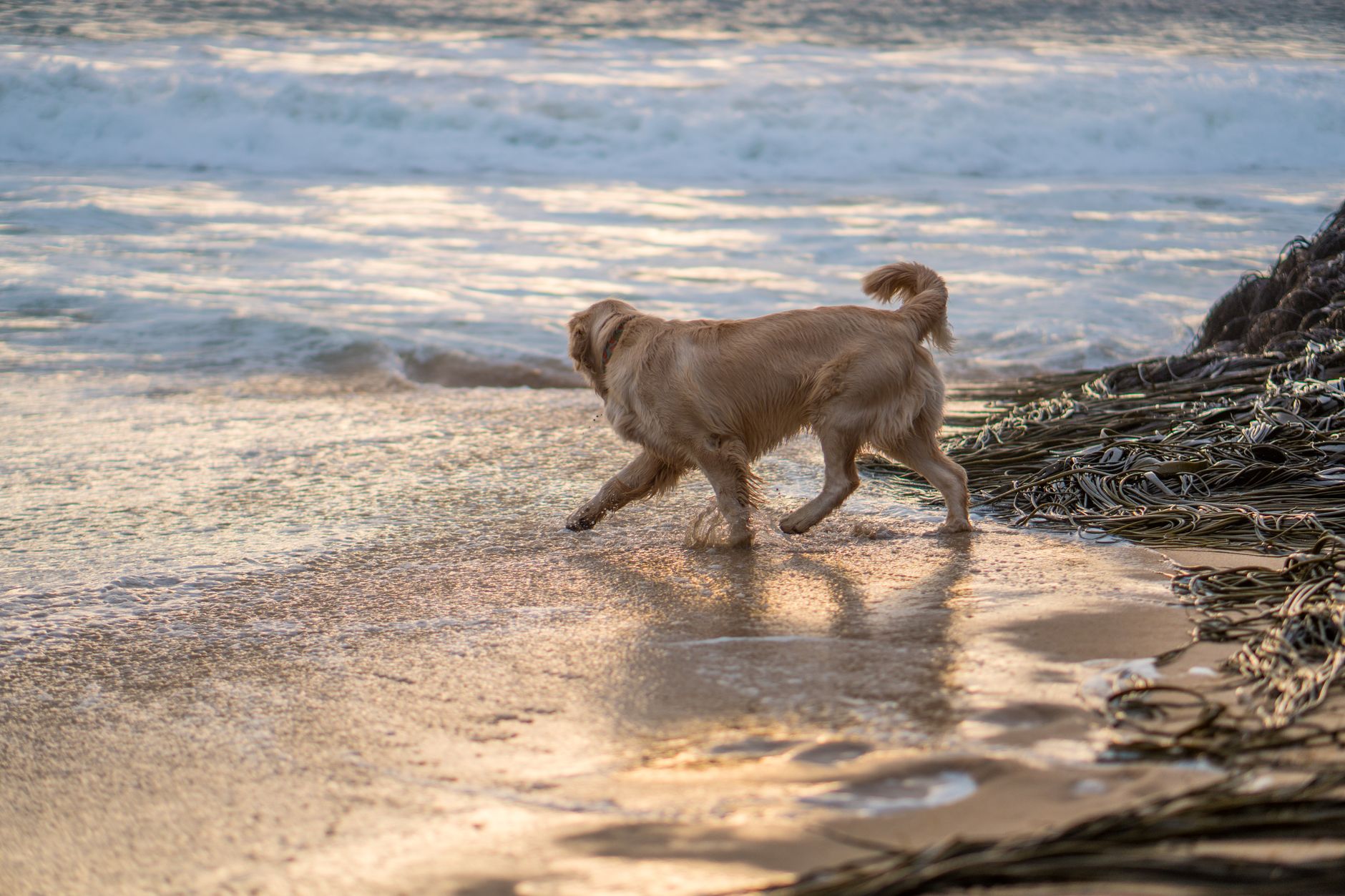 Golden retriever dog walking along the beach at sunset, water splashing.