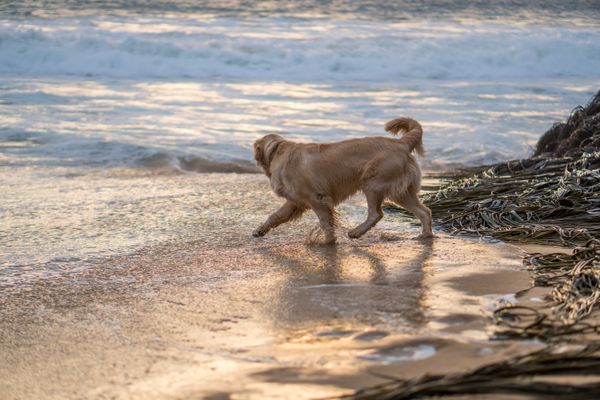 Golden Retriever at Sunset jigsaw puzzle