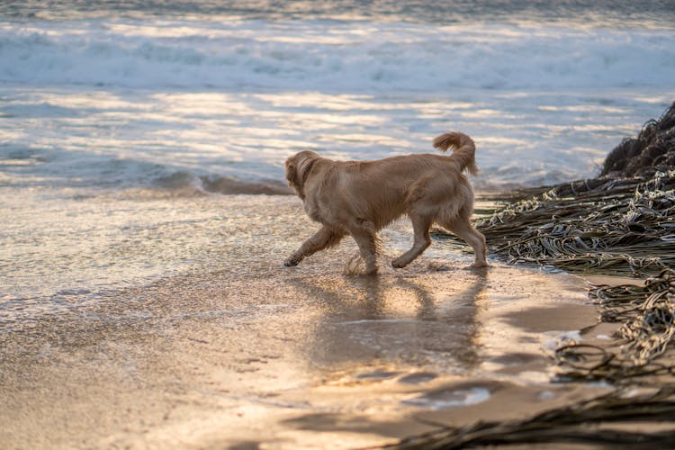 Back View Shot Of Golden Retriever Running On The Beach