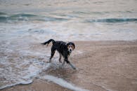 Black and Brown Short Coated Dog Running on Seashore
