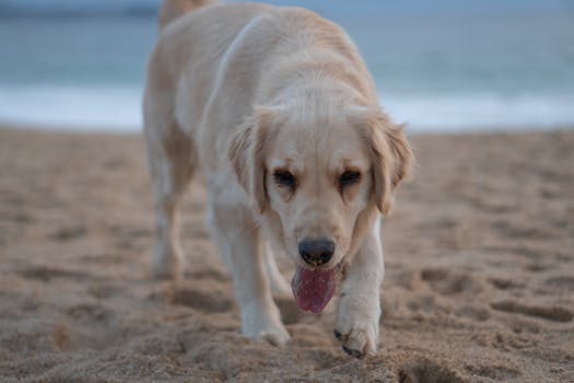 Golden Retriever walking on sandy beach with tongue out, a playful and serene scene.