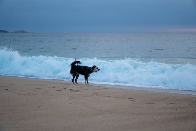 Photo Of A Dog On A Beach 