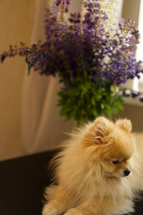Free Pomeranian Puppy Beside Purple Flowers Stock Photo