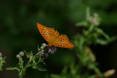 Free Close-up Photo of a Butterfly on a Flower Stock Photo