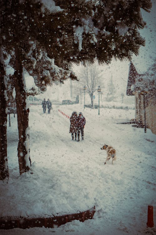 Free People and a Dog in a Snowy Road Stock Photo