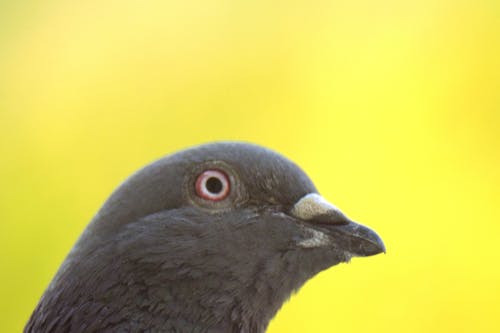 비둘기의 무료 스톡 사진