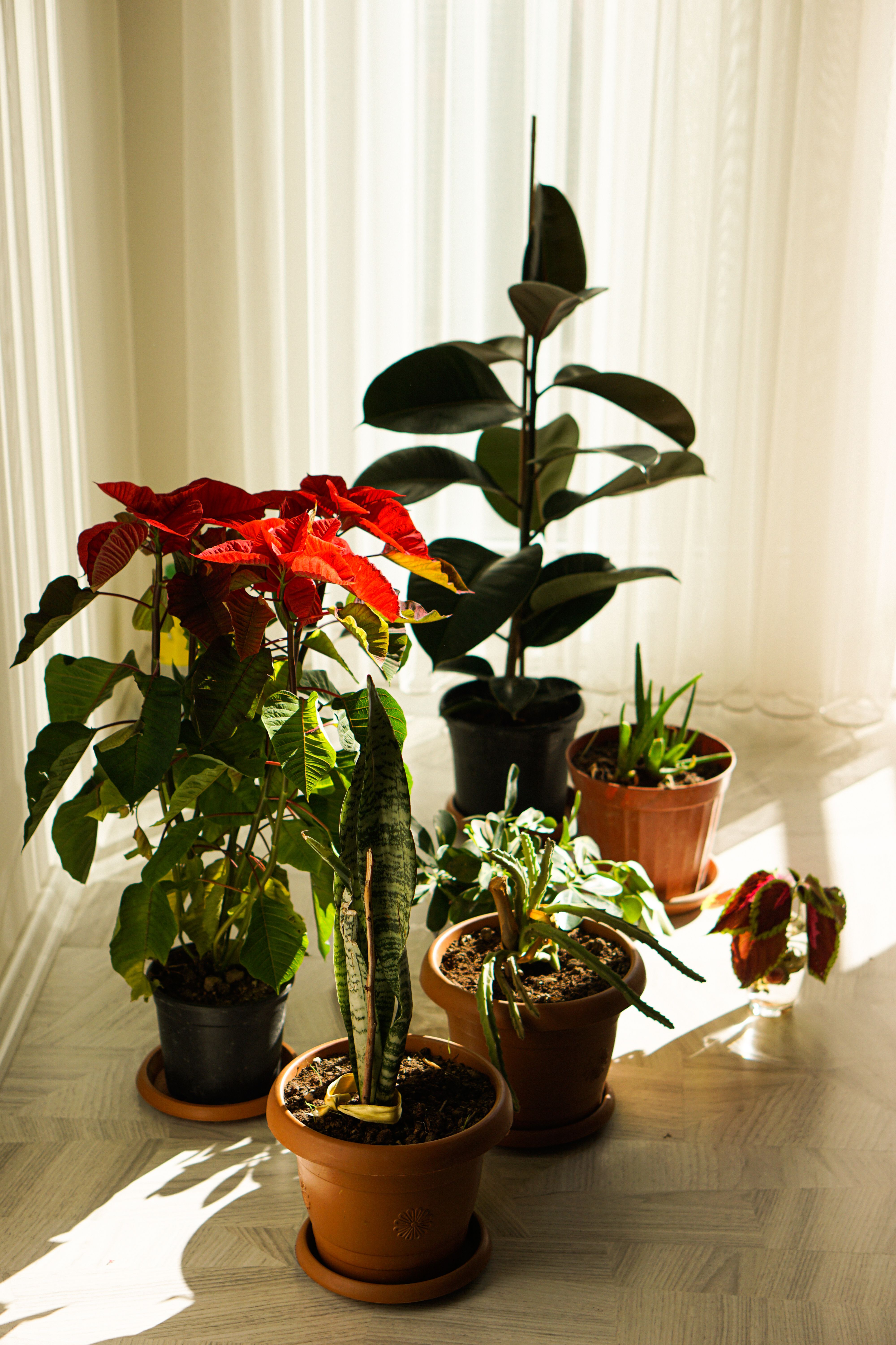 Meilleures plantes dintérieur purificatrices 2026 