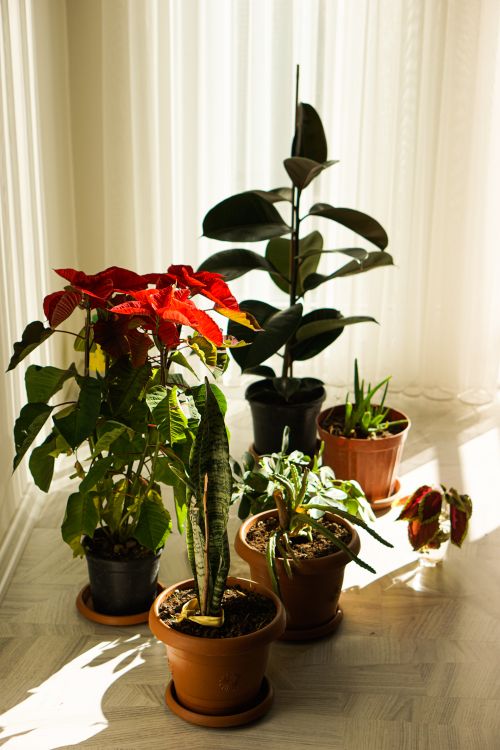 Free A collection of potted houseplants basking in sunlight inside a domestic room. Stock Photo