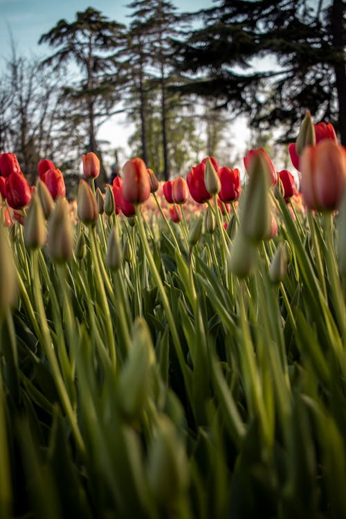 Tulips in Bloom