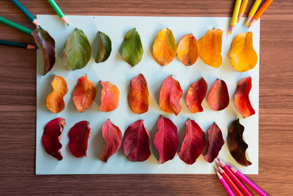 Colorful autumn leaves arranged in a gradient with colored pencils on paper.