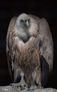 Brown and White Eagle in Close Up Photography