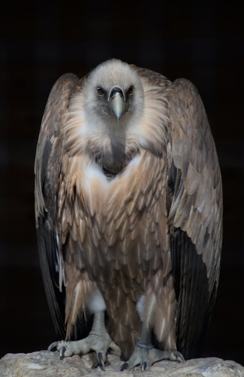 Close-up of a Griffon Vulture
