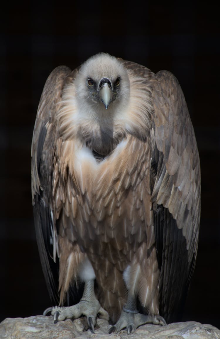 Close-up Of A Griffon Vulture