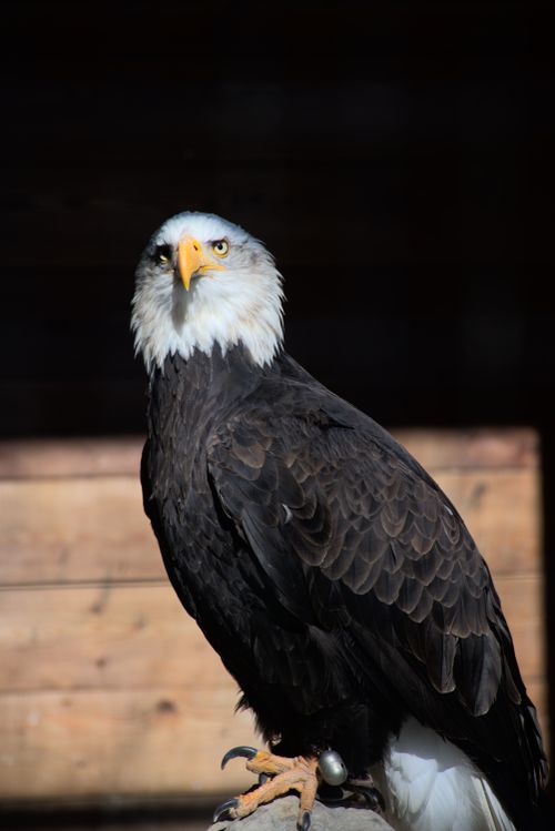 Free Close-up of a bald eagle perched, showcasing its majestic presence. Stock Photo