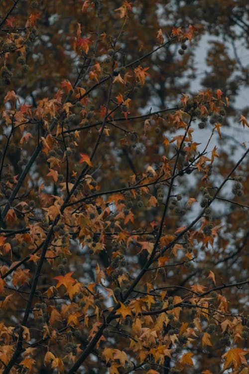 가을, 가지, 갤럭시 바탕화면의 무료 스톡 사진