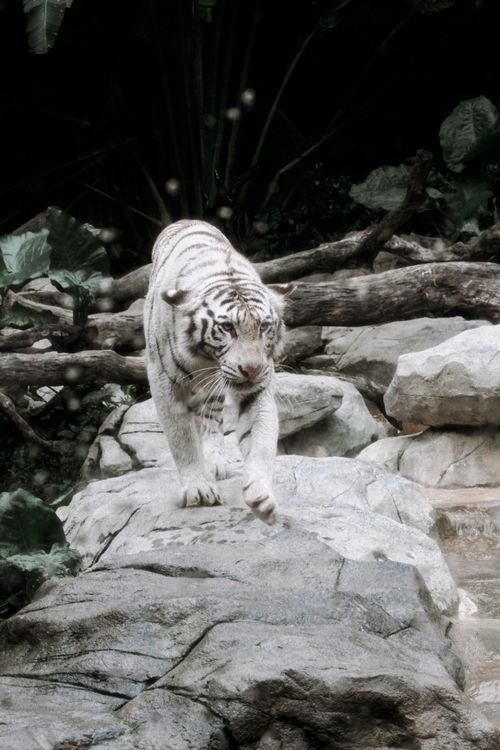 Free White tiger gracefully walking on rocks surrounded by forest. Stock Photo