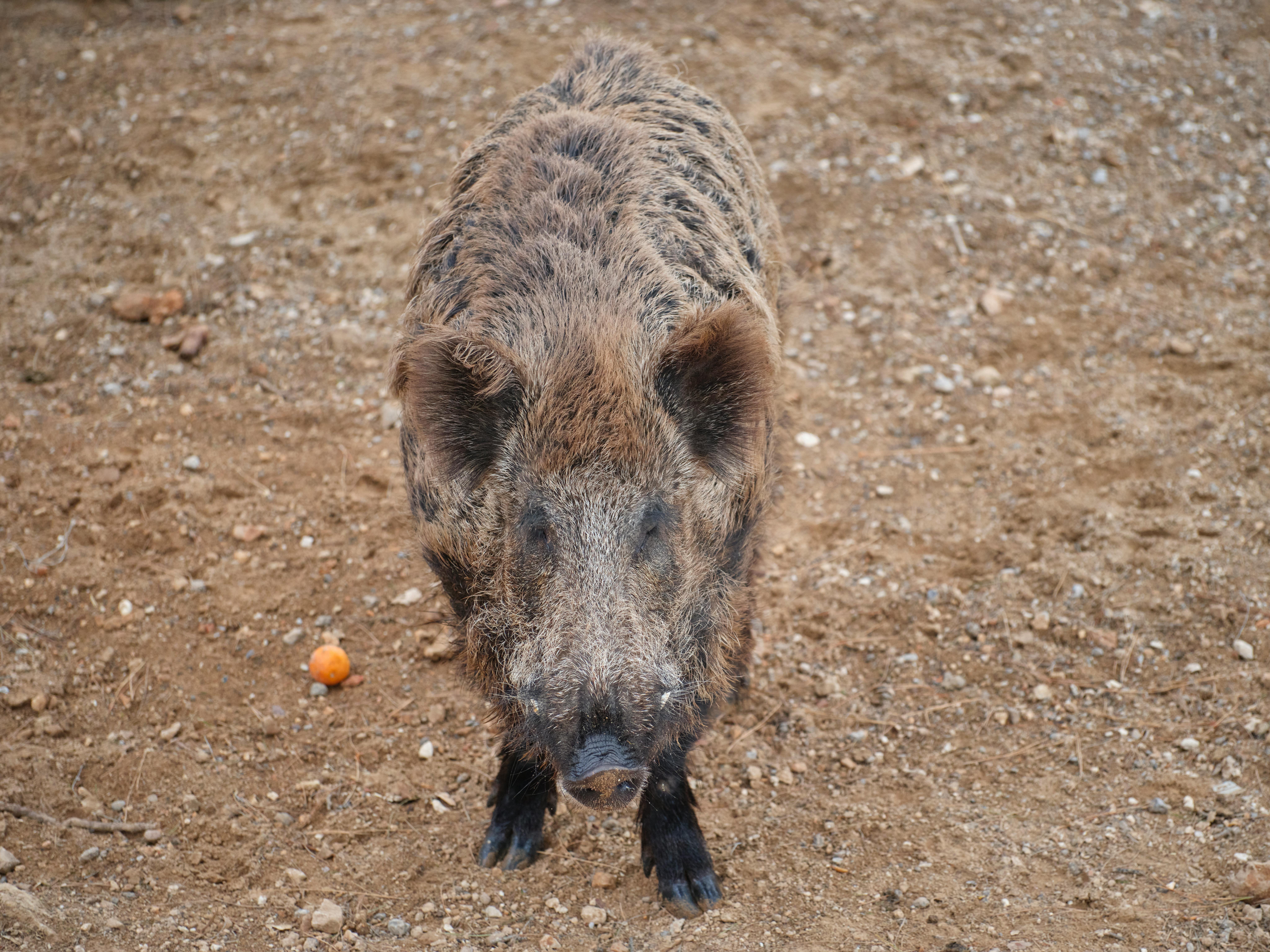 a wild boar in nature