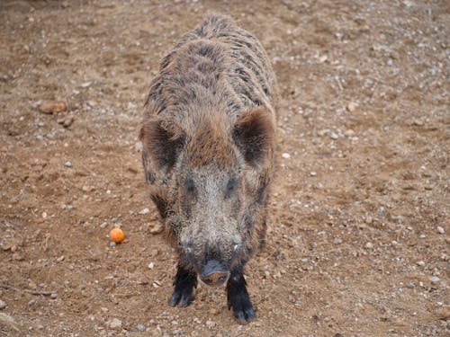 無料 動物, 動物の写真, 豚の無料の写真素材 写真素材