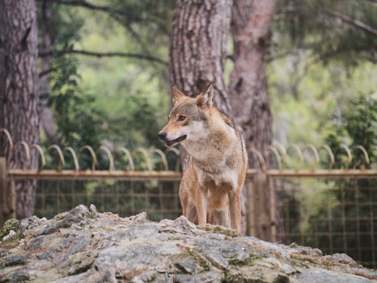 Photo Of A Wolf On A Rock