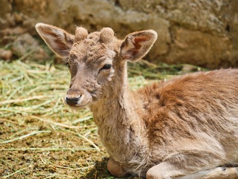 Close-up of a young fawn resting in a sunny outdoor setting, showcasing its soft fur and serene expression.