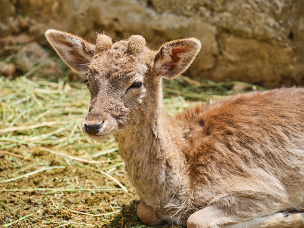 close up of a young fawn resting in a sunny outdoor setting showcasing