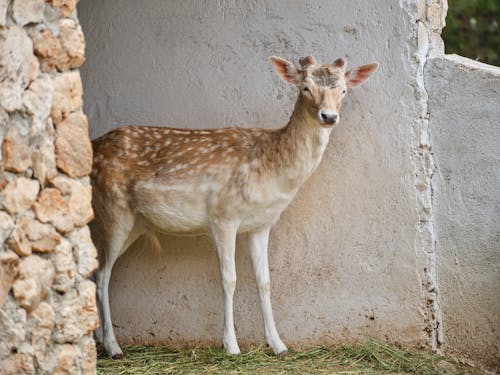 Free Persian Fallow Deer Near the Concrete Wall  Stock Photo