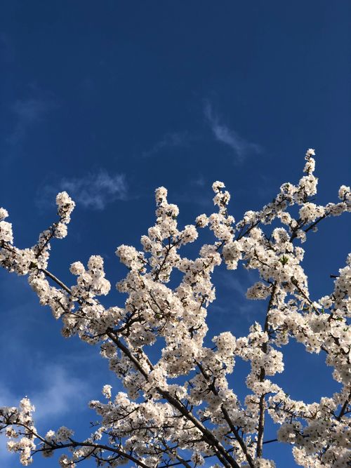 Free Serene view of cherry blossoms blooming under a crisp blue sky in springtime. Stock Photo
