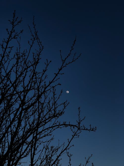 Free Gratis stockfoto met boom, donkerblauwe lucht, maan Stock Photo