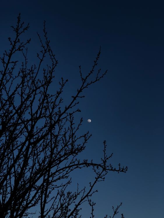 Silhouette of Tree Under the Dark Blue Sky · Free Stock Photo