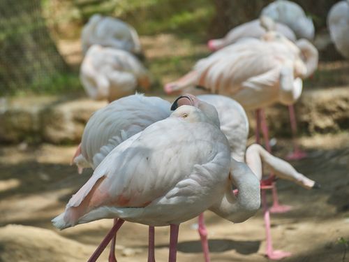 Free A group of white flamingos resting peacefully in an outdoor zoo setting under natural sunlight. Stock Photo