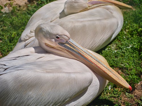 Free Close-Up Photograph of a Pelican Stock Photo