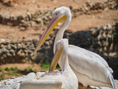 Free Photograph of White Pelicans Stock Photo