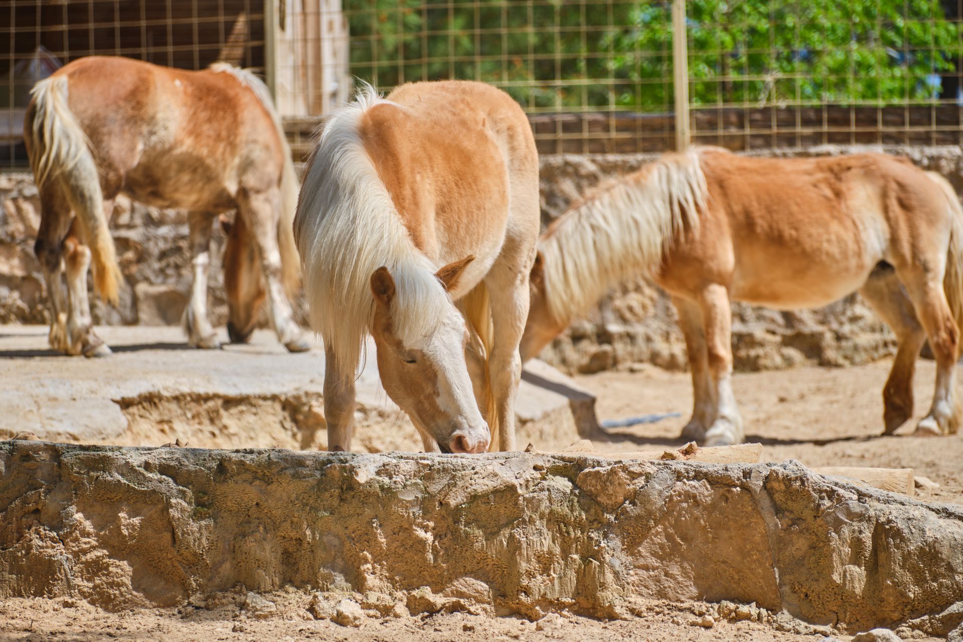 Ponies grazing in a sunny outdoor farmyard, showcasing natural beauty and tranquility.