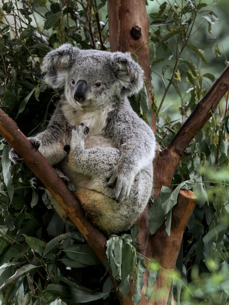 Koala On Tree