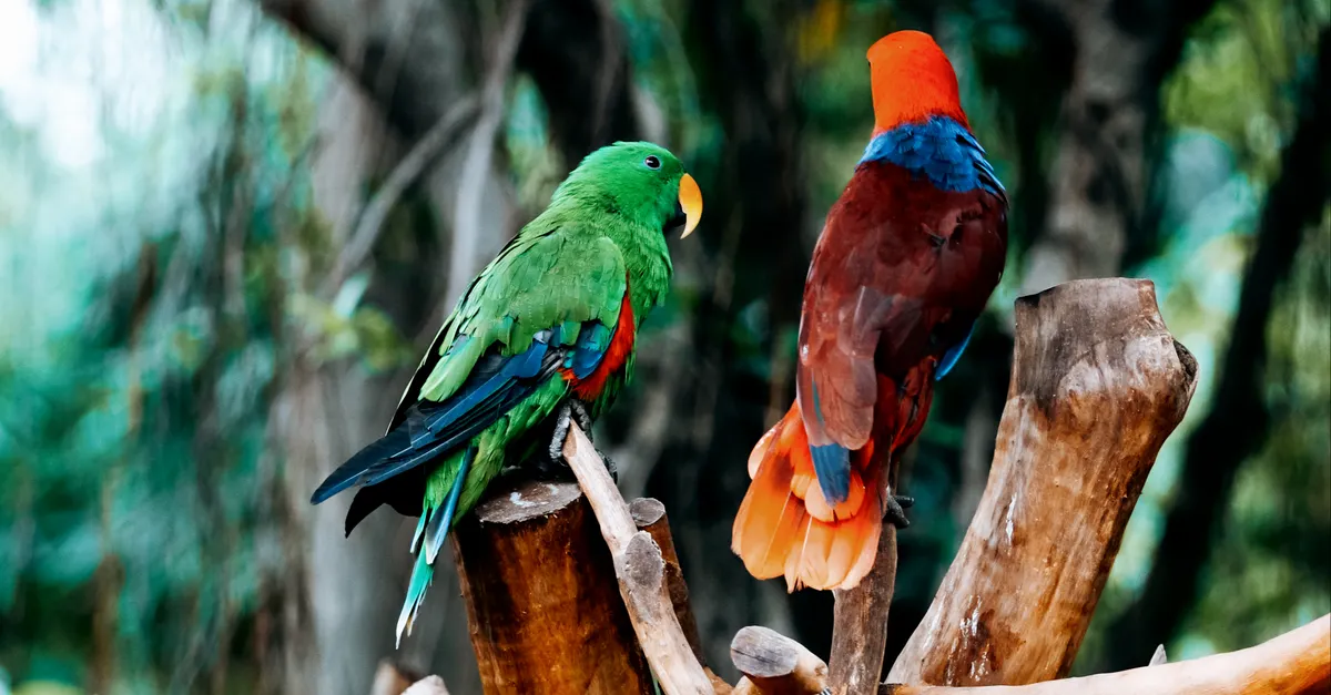 KL Bird Park & Perdana Gardens à Kuala Lumpur