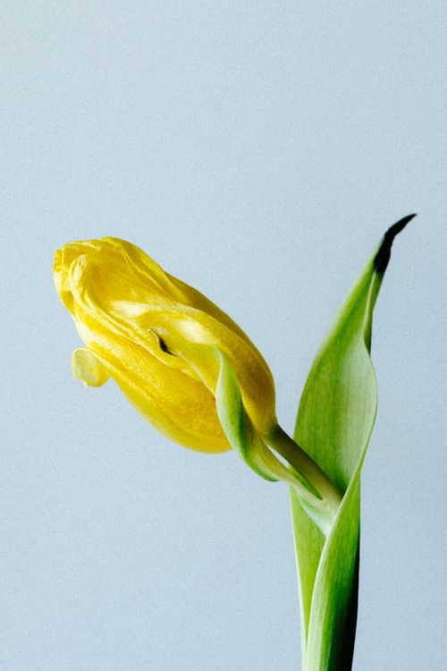 Free A vivid yellow tulip in full bloom set against a soft blue background. Stock Photo