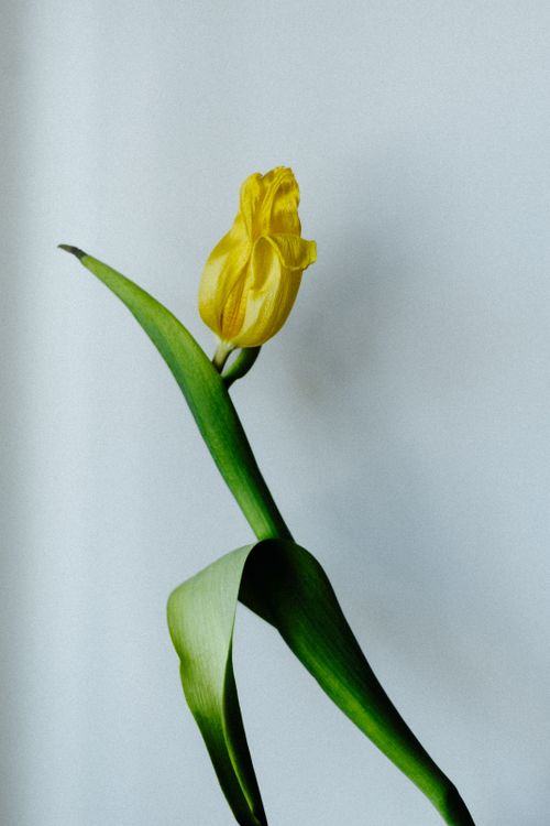 Free A single yellow tulip captured against a white backdrop, showcasing its elegance and beauty. Stock Photo
