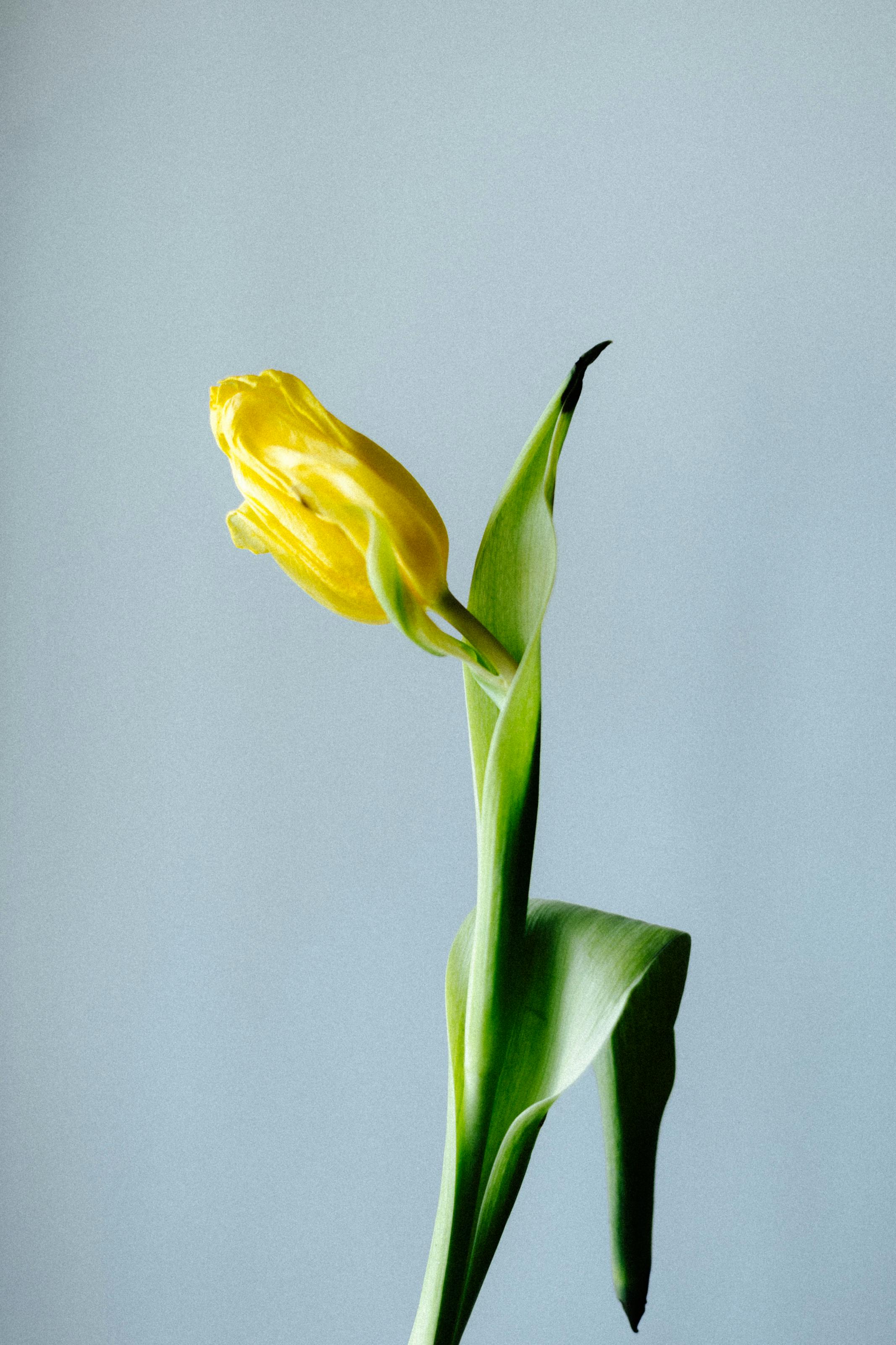 A Yellow Tulip in CloseUp Photography · Free Stock Photo