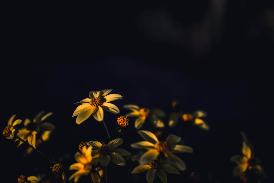 免费 黄色雏菊花的选择性聚焦摄影 素材图片