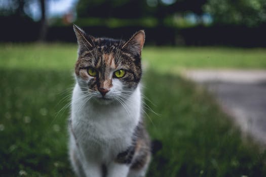 一只迷人的三色猫，眼睛充满活力，正坐在郁郁葱葱的户外公园里